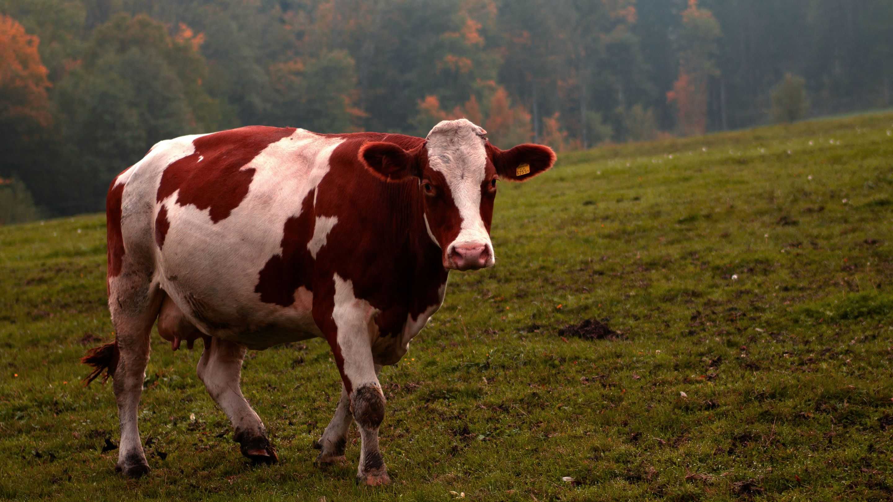 Kenapa Mamalia Jarang Berwarna Cerah? Ini Dia Penjelasan Ilmiahnya